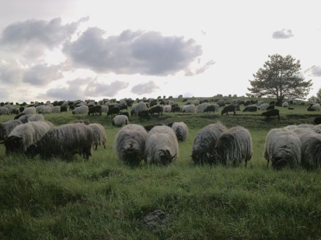 These sheep quickly adapted to the unusually cold weather by growing long fur